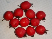 Боярышник колючий