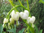 Дицентра великолепная