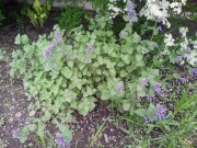 Котовник Фассена