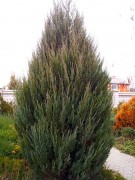 Можжевельник скальный