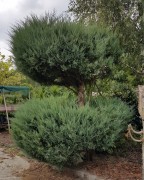 Так его можно постричь.