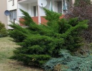 Без стрижки.