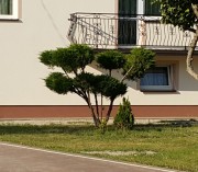 Стричь можно и так.