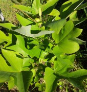 Лириодендрон (тюльпанное дерево)